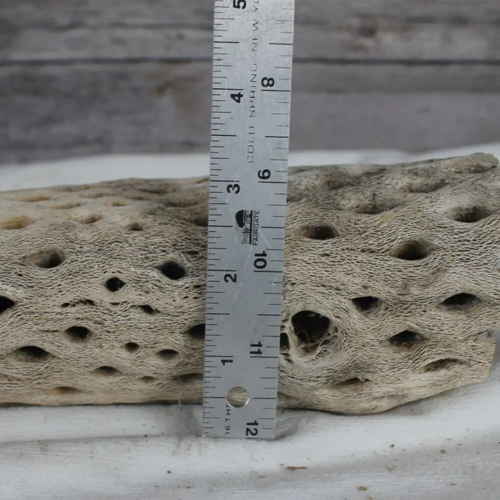 Cholla Wood Cactus Skeleton Aquarium Terrarium Decoration Clean 16